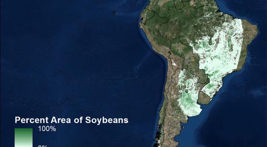 Soybean